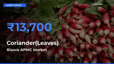 Biaora APMC Emerges as Top Mandi for Coriander(Leaves) Prices Today