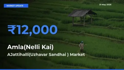 Market Watch: AJattihalli(Uzhavar Sandhai ) Becomes Top Mandi for Amla(Nelli Kai)