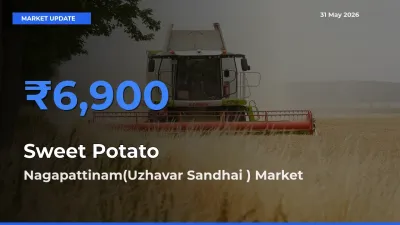 Nagapattinam(Uzhavar Sandhai ) Offers ₹6,900 – Highest Sweet Potato Rate Today