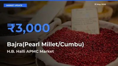 H.B. Halli APMC Offers ₹3,000 – Highest Bajra(Pearl Millet/Cumbu) Rate Today