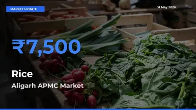 Market Watch: Aligarh APMC Becomes Top Mandi for Rice