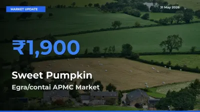 Egra/contai APMC Leads as Top Mandi for Sweet Pumpkin Prices