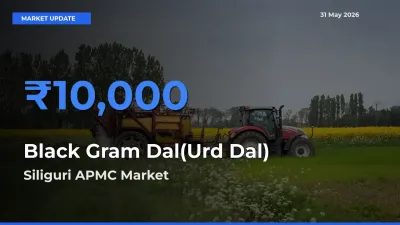 Siliguri APMC Tops Black Gram Dal(Urd Dal) Mandi Rates Today