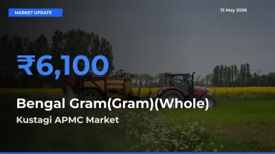 Market Watch: Kustagi APMC Becomes Top Mandi for Bengal Gram(Gram)(Whole)