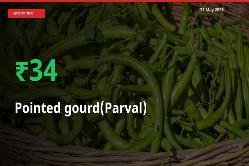 परवल 34.12% उछला, मंडी