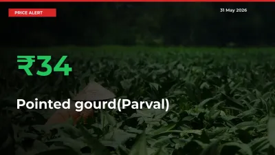 Why Pointed gourd(Parval) Prices Rose 34.12% in a Day at Mandis