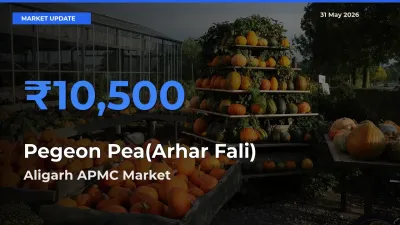 Aligarh APMC Offers ₹10,500 – Highest Pegeon Pea(Arhar Fali) Rate Today
