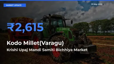 Krishi Upaj Mandi Samiti Bichhiya Leads as Top Mandi for Kodo Millet(Varagu) Prices