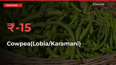 15.35% Drop in Cowpea(Lobia/Karamani) Prices – Mandi Sees Sudden Fall