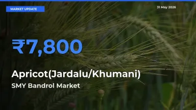 Market Watch: SMY Bandrol Becomes Top Mandi for Apricot(Jardalu/Khumani)