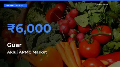 Market Watch: Akluj APMC Becomes Top Mandi for Guar