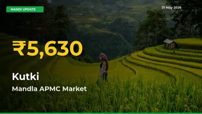 Kutki Prices Soar to Record High in Mandla APMC – Farmers Alert Today