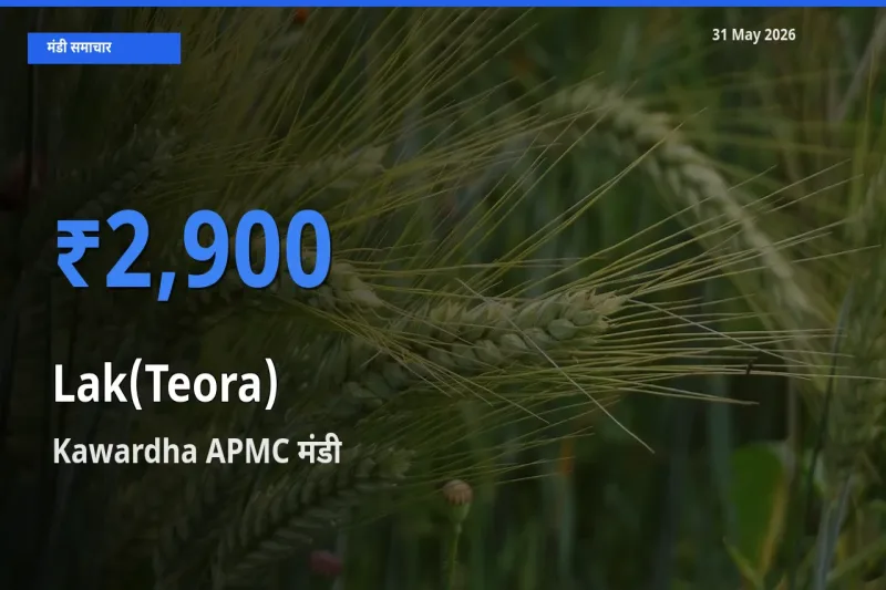 आज लाक(टेओरा) के सबसे ज़्यादा दाम Kawardha APMC मंडी में दर्ज