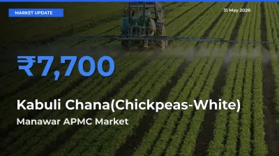 Manawar APMC Tops Kabuli Chana(Chickpeas-White) Rates – May 31 Market Update