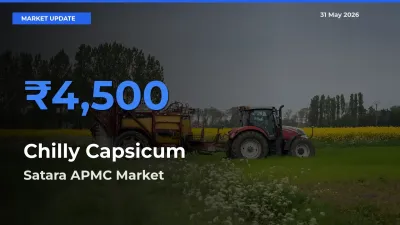Top Performer! Satara APMC Offers Best Chilly Capsicum Price Today
