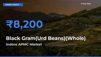 Indore APMC Emerges as Top Mandi for Black Gram(Urd Beans)(Whole) Prices Today