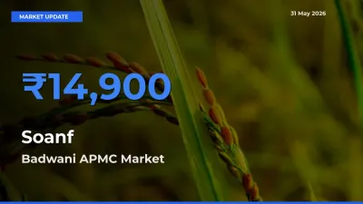 Farmers Prefer Badwani APMC as Soanf Hits Highest Rate