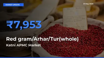 Katni APMC Offers ₹7,953 – Highest Red gram/Arhar/Tur(whole) Rate Today