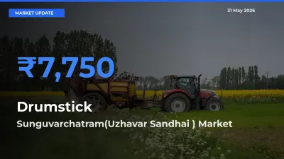 Sunguvarchatram(Uzhavar Sandhai ) Records Highest ₹7,750 Rate for Drumstick