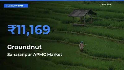 Saharanpur APMC Tops Groundnut Mandi Rates Today