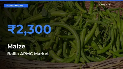 Farmers Prefer Ballia APMC as Maize Hits Highest Rate