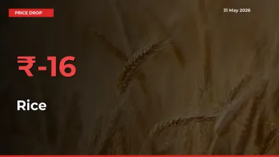 Rice Mandi Rate Today: Prices Fall 15.73% at Market