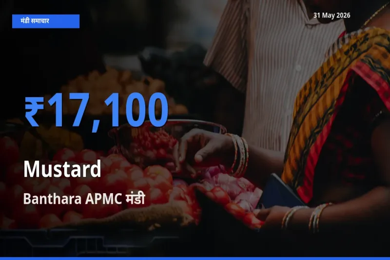 Banthara APMC में सरसों का आज सबसे ऊँचा भाव