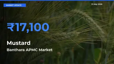 Banthara APMC Records Highest ₹17,100 Rate for Mustard