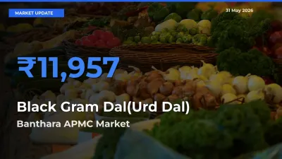 Banthara APMC Leads as Top Mandi for Black Gram Dal(Urd Dal) Prices