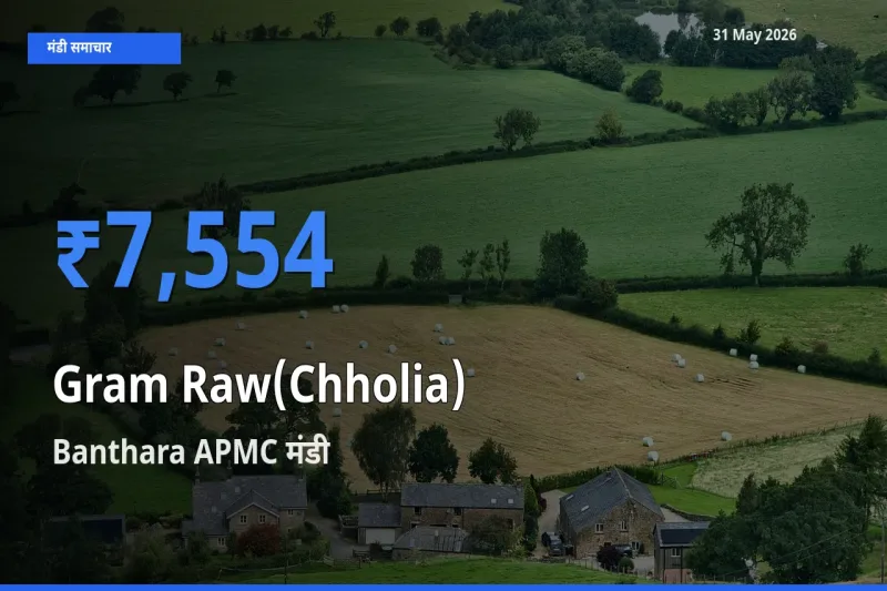 आज हरा चना (छोलिया) के सबसे ज़्यादा दाम Banthara APMC मंडी में दर्ज
