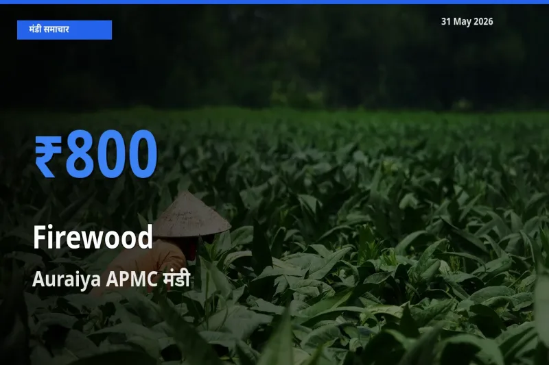 आज जलावन लकड़ी के सबसे ऊँचे दाम ₹800 Auraiya APMC मंडी में