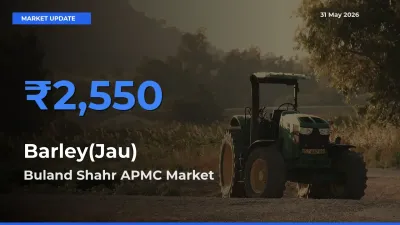 Buland Shahr APMC Leads as Top Mandi for Barley(Jau) Prices