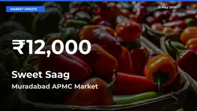 Sweet Saag Hits 30-Day Low in Muradabad APMC