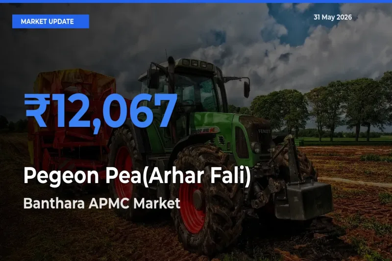 Pegeon Pea(Arhar Fali) Mandi Rate Today: Banthara APMC Tops the List