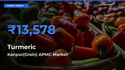 Kanpur(Grain) APMC Tops Turmeric Mandi Rates Today