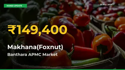 Makhana(Foxnut) Prices Soar to Record High in Banthara APMC – Farmers Alert Today