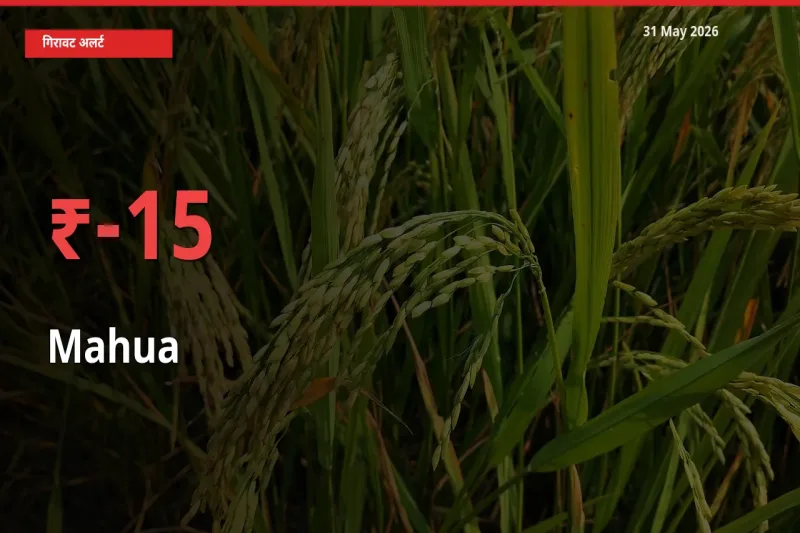 31 May अपडेट: महुआ के दाम मंडी में 15.1% गिरे