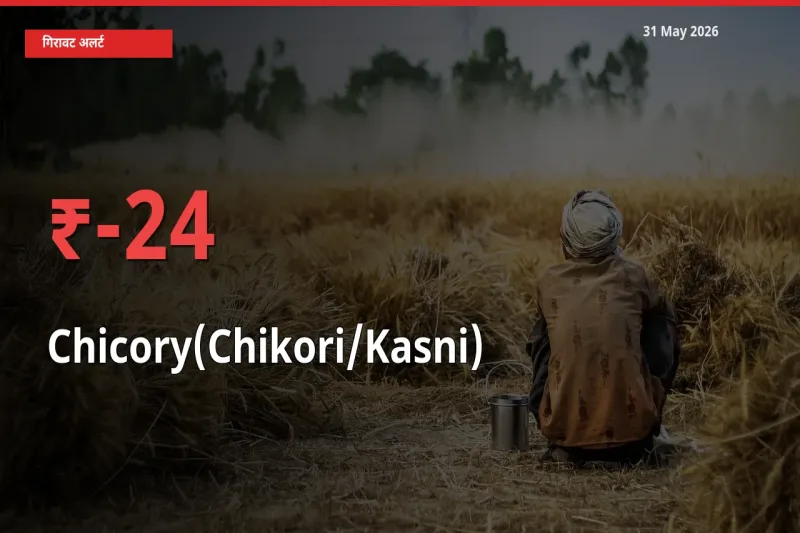 बाज़ार संकेत: कासनी के भाव मंडी में 23.95% नीचे
