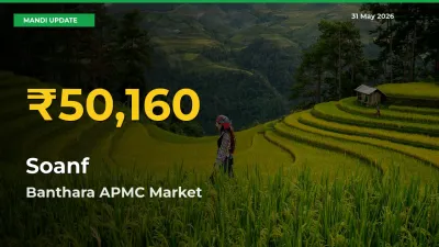 Soanf Prices Soar to Record High in Banthara APMC – Farmers Alert Today