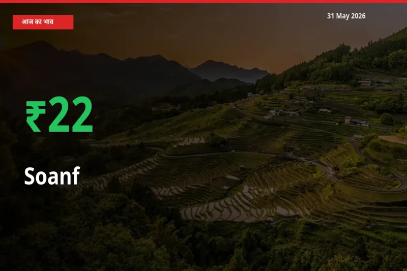 तेज़ तेजी! मंडी में सौंफ के दाम 22.05% चढ़े