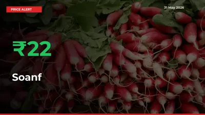 Soanf Prices Rise 22.05% in a Day at Major Mandis
