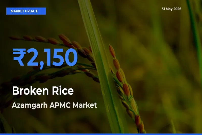 Azamgarh APMC Offers ₹2,150 – Highest Broken Rice Rate Today