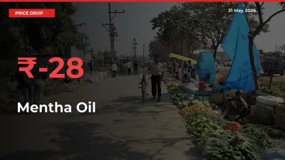 Farmers Alert as Mentha Oil Prices Slide 27.92% in Local Mandis