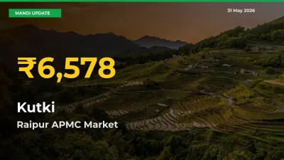 Kutki Prices Soar to Record High in Raipur APMC – Farmers Alert Today