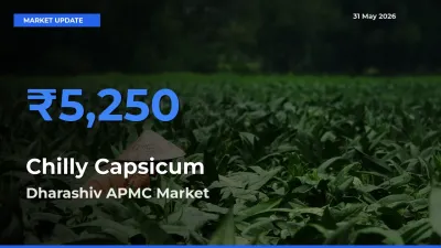 Market Watch: Dharashiv APMC Becomes Top Mandi for Chilly Capsicum