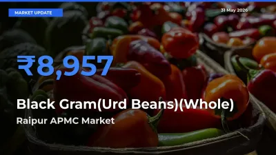 Farmers Prefer Raipur APMC as Black Gram(Urd Beans)(Whole) Hits Highest Rate