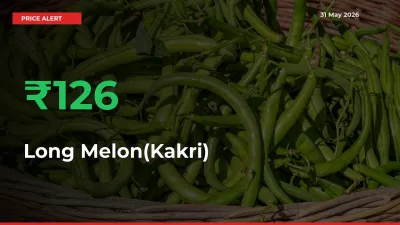 Sharp Jump! Long Melon(Kakri) Prices Climb 126.24% in 24 Hours at Key Mandis