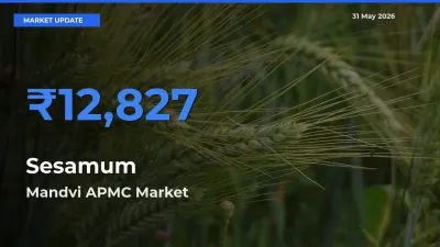 Sesamum Mandi Rate Today: Mandvi APMC Tops the List