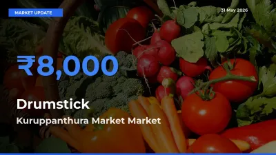 Kuruppanthura Market Tops Drumstick Mandi Rates Today