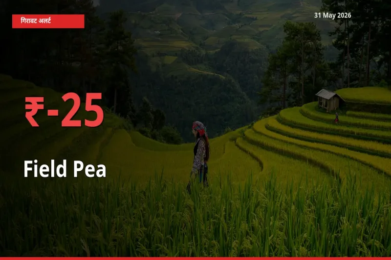 मटर (साबुत) 24.73% गिरा, मंडी